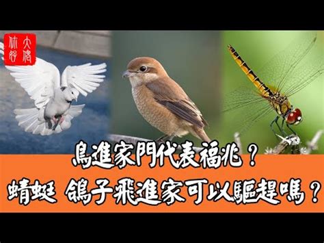 鳥飛 入 屋 風水|【有鳥飛進家裏】小鳥光臨我家！有鳥飛進屋裡的吉凶。